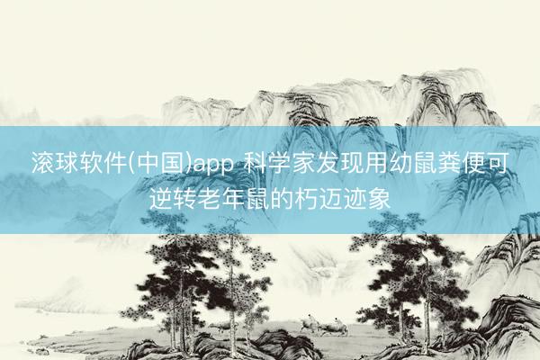 滚球软件(中国)app 科学家发现用幼鼠粪便可逆转老年鼠的朽迈迹象