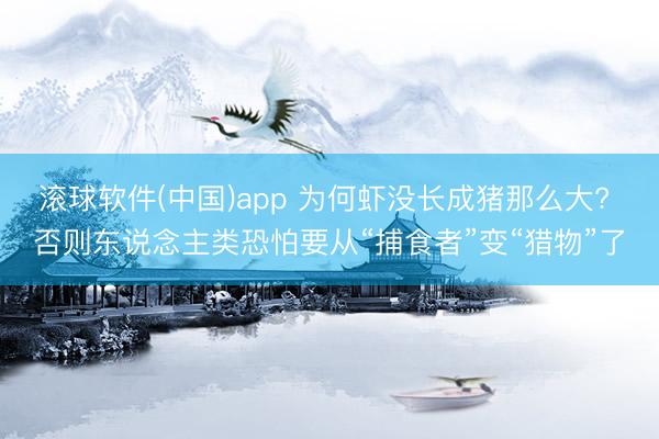 滚球软件(中国)app 为何虾没长成猪那么大? 否则东说念主类恐怕要从“捕食者”变“猎物”了