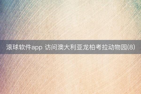 滚球软件app 访问澳大利亚龙柏考拉动物园(8)